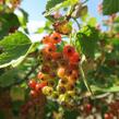 Rybíz červený 'Rovada' - Ribes rubrum 'Rovada'