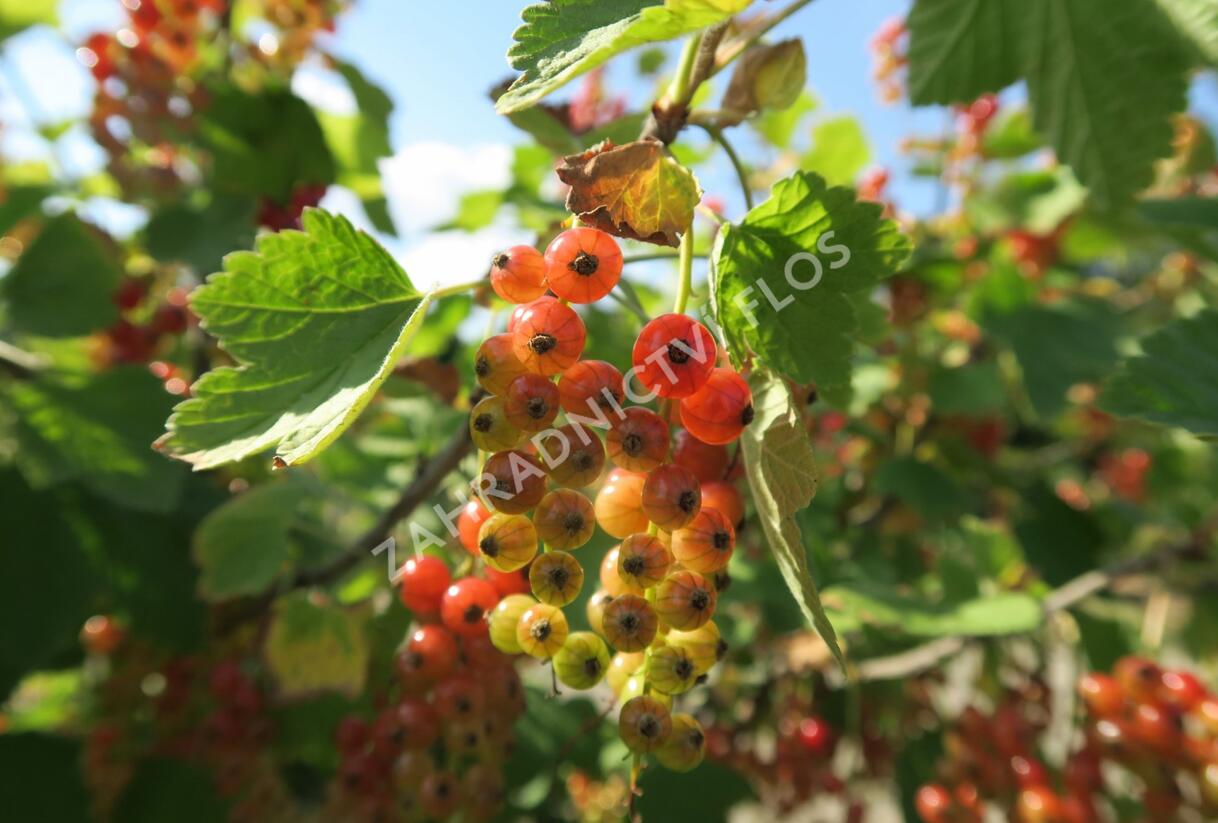 Rybíz červený 'Rovada' - Ribes rubrum 'Rovada'
