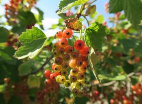 Rybíz červený 'Rovada' - Ribes rubrum 'Rovada'