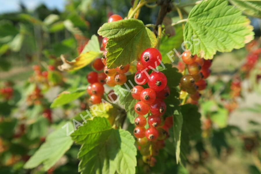 Rybíz červený 'Rovada' - Ribes rubrum 'Rovada'