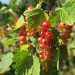 Rybíz červený 'Rovada' - Ribes rubrum 'Rovada'