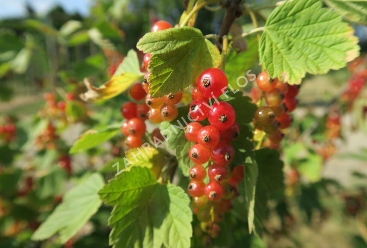 Rybíz červený 'Rovada' - Ribes rubrum 'Rovada'