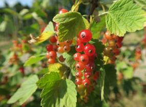 Rybíz červený 'Rovada' - Ribes rubrum 'Rovada'