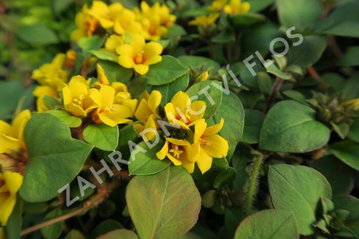 Vrbina 'Lyssi' - Lysimachia congestiflora 'Lyssi'