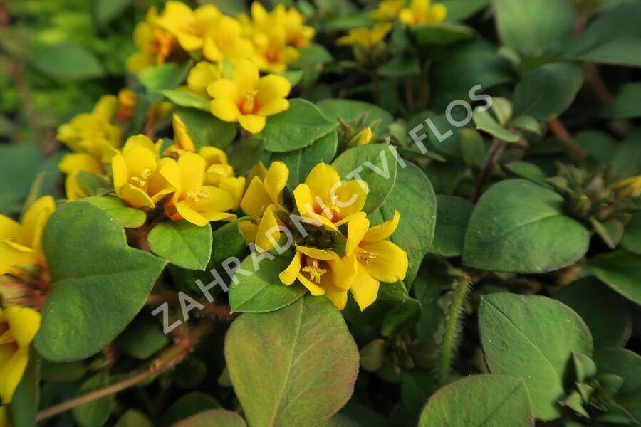 Vrbina 'Lyssi' - Lysimachia congestiflora 'Lyssi'