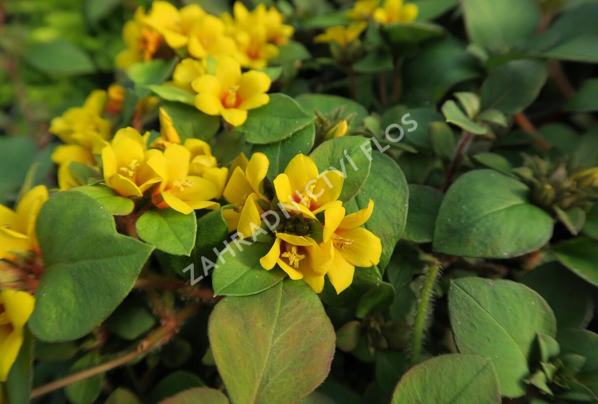 Vrbina hustokvětá 'Lyssi' - Lysimachia congestiflora 'Lyssi'