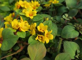 Vrbina hustokvětá 'Lyssi' - Lysimachia congestiflora 'Lyssi'