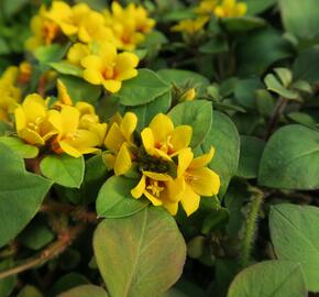 Vrbina 'Lyssi' - Lysimachia congestiflora 'Lyssi'