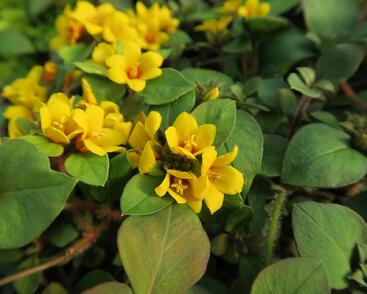 Vrbina hustokvětá 'Lyssi'