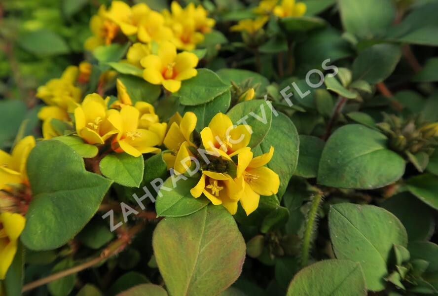 Vrbina hustokvětá 'Lyssi' - Lysimachia congestiflora 'Lyssi'