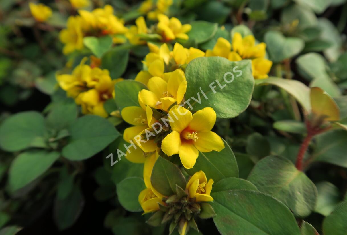 Vrbina hustokvětá 'Lyssi' - Lysimachia congestiflora 'Lyssi'