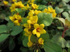 Vrbina hustokvětá 'Lyssi' - Lysimachia congestiflora 'Lyssi'
