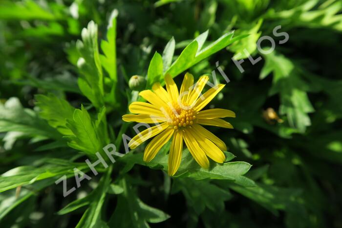 Kopretina 'Sonnenschein' - Euryops chrysanthemoides 'Sonnenschein'