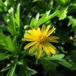 Kopretina 'Sonnenschein' - Euryops chrysanthemoides 'Sonnenschein'