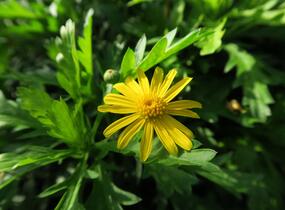 Kopretina 'Sonnenschein' - Euryops chrysanthemoides 'Sonnenschein'