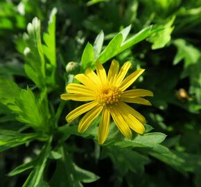 Kopretina 'Sonnenschein' - Euryops chrysanthemoides 'Sonnenschein'