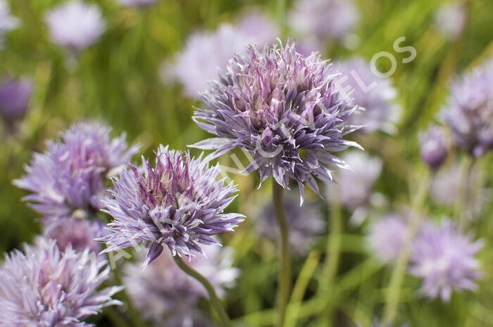 Pažitka pobřežní - Allium schoenoprasum