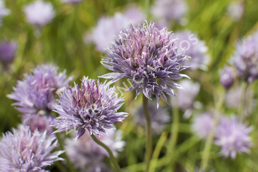 Pažitka pobřežní - Allium schoenoprasum