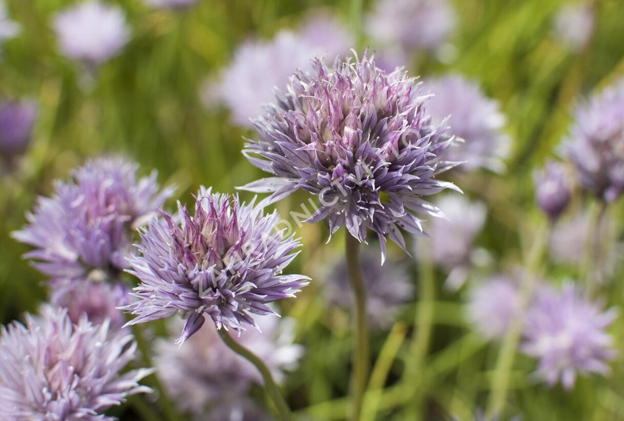 Pažitka pobřežní - Allium schoenoprasum