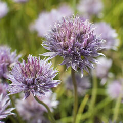 Pažitka pobřežní - Allium schoenoprasum