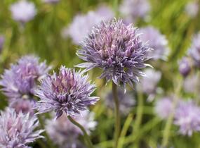 Pažitka pobřežní - Allium schoenoprasum
