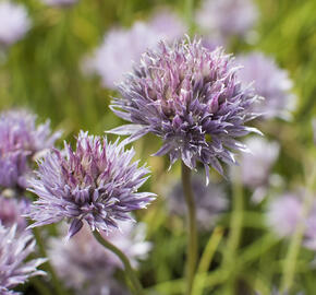 Pažitka pobřežní - Allium schoenoprasum