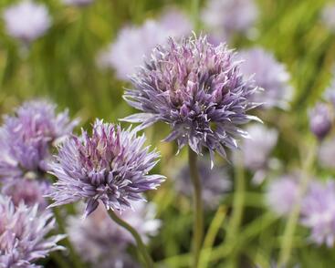 Pažitka pobřežní