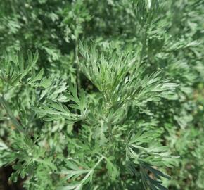 Pelyněk pravý - Artemisia absinthium