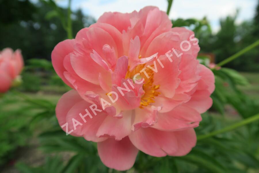 Pivoňka bělokvětá 'Coral Sunset' - Paeonia lactiflora 'Coral Sunset'