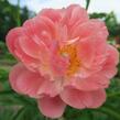 Pivoňka bělokvětá 'Coral Sunset' - Paeonia lactiflora 'Coral Sunset'