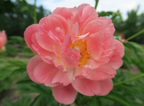 Pivoňka bělokvětá 'Coral Sunset' - Paeonia lactiflora 'Coral Sunset'