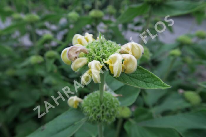 Sápa Russelova - Phlomis russeliana