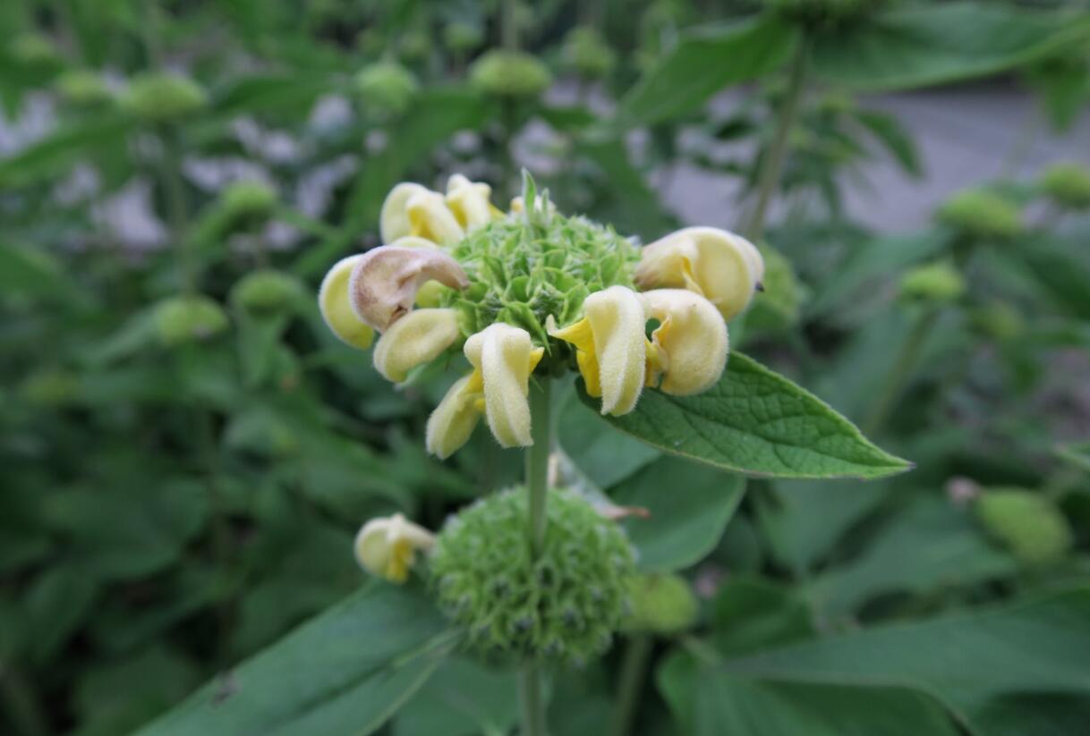 Sápa Russelova - Phlomis russeliana