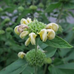 Sápa Russelova - Phlomis russeliana