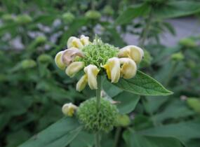 Sápa Russelova - Phlomis russeliana