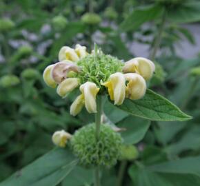 Sápa Russelova - Phlomis russeliana