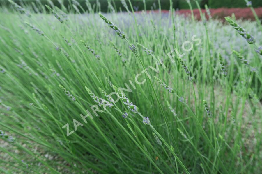 Levandule prostřední 'Grosso' - Lavandula intermedia 'Grosso'