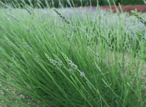 Levandule prostřední 'Grosso' - Lavandula intermedia 'Grosso'