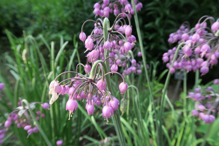 Česnek převislý - Allium cernuum