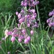 Česnek převislý - Allium cernuum