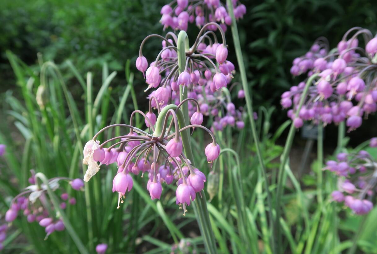 Česnek převislý - Allium cernuum