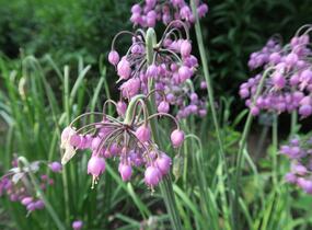 Česnek převislý - Allium cernuum