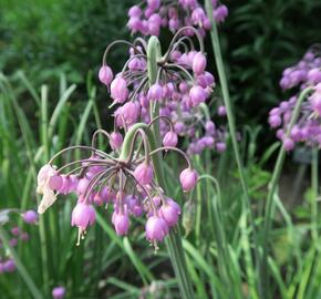 Česnek převislý - Allium cernuum