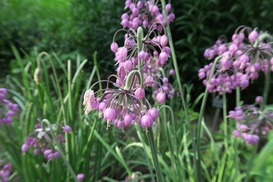 Česnek převislý - Allium cernuum