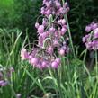 Česnek převislý - Allium cernuum