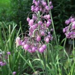 Česnek převislý - Allium cernuum