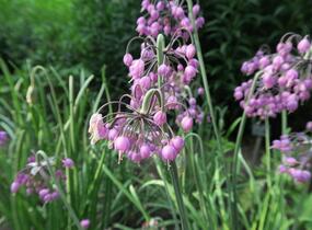 Česnek převislý - Allium cernuum