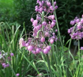 Česnek převislý - Allium cernuum