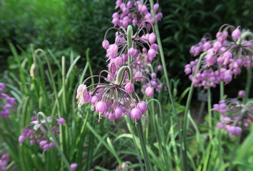 Česnek převislý - Allium cernuum