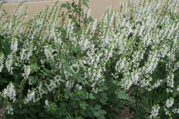 Šalvěj hajní 'Schneehügel' - Salvia nemorosa 'Schneehügel'